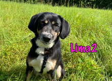 LIMA2, Hund, Mischlingshund in Russische Föderation - Bild 20