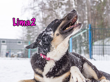 LIMA2, Hund, Mischlingshund in Russische Föderation - Bild 21
