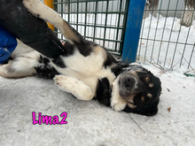 LIMA2, Hund, Mischlingshund in Russische Föderation - Bild 3