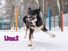 LIMA2, Hund, Mischlingshund in Russische Föderation - Bild 4