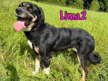 LIMA2, Hund, Mischlingshund in Russische Föderation - Bild 5