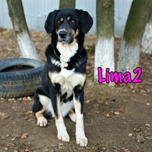 LIMA2, Hund, Mischlingshund in Russische Föderation - Bild 6