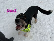 LIMA2, Hund, Mischlingshund in Russische Föderation - Bild 7