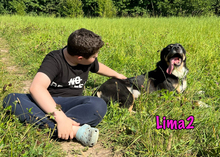 LIMA2, Hund, Mischlingshund in Russische Föderation - Bild 8