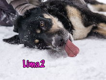 LIMA2, Hund, Mischlingshund in Russische Föderation - Bild 9