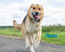 PLATON, Hund, Deutscher Schäferhund-Mix in Russische Föderation - Bild 1