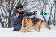 PLATON, Hund, Deutscher Schäferhund-Mix in Russische Föderation - Bild 10