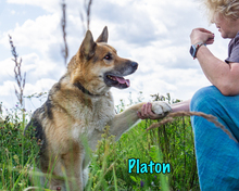 PLATON, Hund, Deutscher Schäferhund-Mix in Russische Föderation - Bild 11
