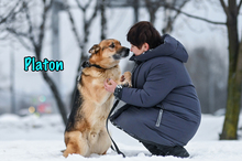 PLATON, Hund, Deutscher Schäferhund-Mix in Russische Föderation - Bild 12