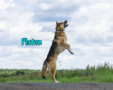 PLATON, Hund, Deutscher Schäferhund-Mix in Russische Föderation - Bild 13
