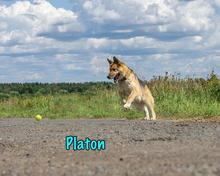PLATON, Hund, Deutscher Schäferhund-Mix in Russische Föderation - Bild 15