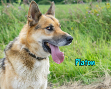 PLATON, Hund, Deutscher Schäferhund-Mix in Russische Föderation - Bild 16