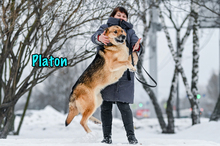 PLATON, Hund, Deutscher Schäferhund-Mix in Russische Föderation - Bild 17