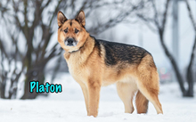 PLATON, Hund, Deutscher Schäferhund-Mix in Russische Föderation - Bild 18