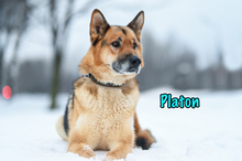 PLATON, Hund, Deutscher Schäferhund-Mix in Russische Föderation - Bild 19