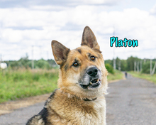 PLATON, Hund, Deutscher Schäferhund-Mix in Russische Föderation - Bild 2