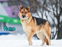 PLATON, Hund, Deutscher Schäferhund-Mix in Russische Föderation - Bild 3