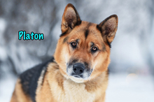 PLATON, Hund, Deutscher Schäferhund-Mix in Russische Föderation - Bild 4