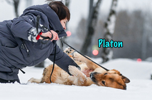 PLATON, Hund, Deutscher Schäferhund-Mix in Russische Föderation - Bild 5