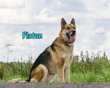 PLATON, Hund, Deutscher Schäferhund-Mix in Russische Föderation - Bild 6