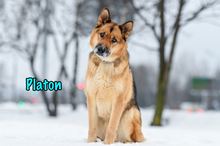 PLATON, Hund, Deutscher Schäferhund-Mix in Russische Föderation - Bild 7