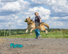 PLATON, Hund, Deutscher Schäferhund-Mix in Russische Föderation - Bild 8