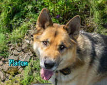 PLATON, Hund, Deutscher Schäferhund-Mix in Russische Föderation - Bild 9