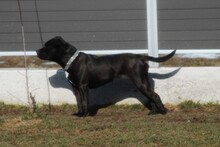 SOOKIE, Hund, Mischlingshund in Marchtrenk - Bild 6