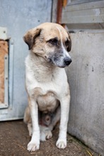 HAPPY, Hund, Mischlingshund in Duisburg - Bild 3