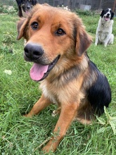 SARABI, Hund, Mischlingshund in Griechenland - Bild 12