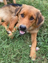SARABI, Hund, Mischlingshund in Griechenland - Bild 19