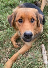 SARABI, Hund, Mischlingshund in Griechenland - Bild 4