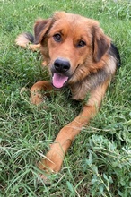 SARABI, Hund, Mischlingshund in Griechenland - Bild 5