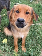 SARABI, Hund, Mischlingshund in Griechenland - Bild 6