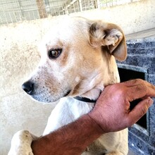 GEORGE, Hund, Mischlingshund in Italien
