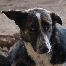 USTA, Hund, Mischlingshund in Griechenland - Bild 1