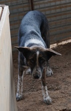 USTA, Hund, Mischlingshund in Griechenland - Bild 3