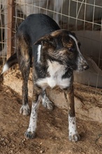 USTA, Hund, Mischlingshund in Griechenland - Bild 4