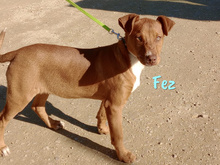 FEZ, Hund, Podenco in Spanien - Bild 7