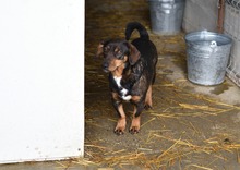 LOTTA, Hund, Mischlingshund in Duisburg - Bild 4
