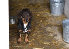 LOTTA, Hund, Mischlingshund in Duisburg - Bild 7