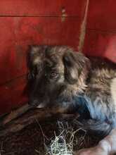 NOVA, Hund, Mischlingshund in Rumänien - Bild 2