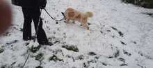 BELLA, Hund, Mischlingshund in Grieben - Bild 17