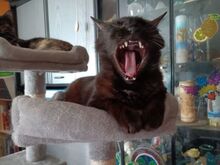 RENA, Katze, Europäisch Kurzhaar in Hausen - Bild 13