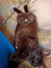 RENA, Katze, Europäisch Kurzhaar in Hausen - Bild 14