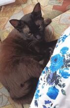 RENA, Katze, Europäisch Kurzhaar in Hausen - Bild 15