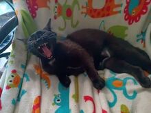 RENA, Katze, Europäisch Kurzhaar in Hausen - Bild 16