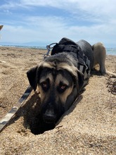 ANIKAN, Hund, Herdenschutzhund-Mix in Griechenland - Bild 2