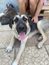 ANIKAN, Hund, Herdenschutzhund-Mix in Griechenland - Bild 8