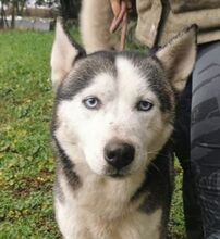 IRON, Hund, Siberian Husky-Mix in Slowakische Republik - Bild 10